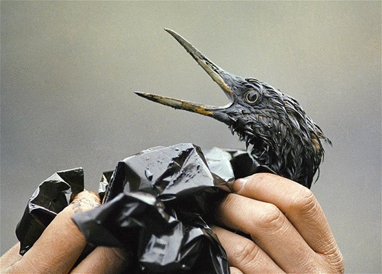 Photo:  A bird soaked with crude oil from the Exxon Valdez spill in April, 1989, is examined on an island in Prince William Sound in Alaska